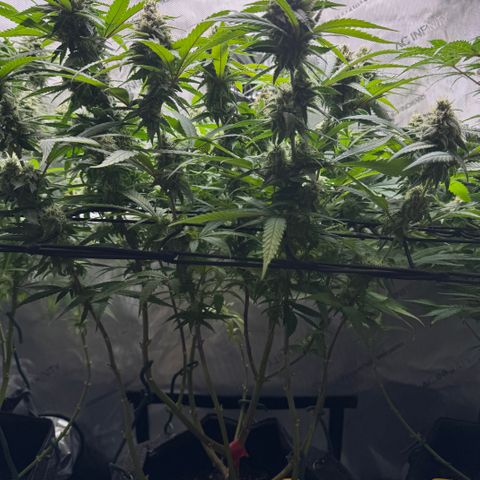 Acapulco Gold growlog timeline photo