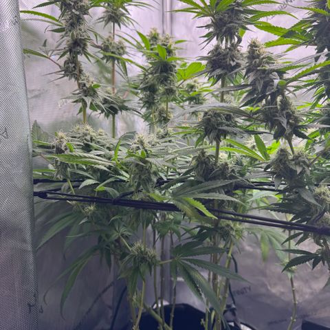 OG13 growlog timeline photo