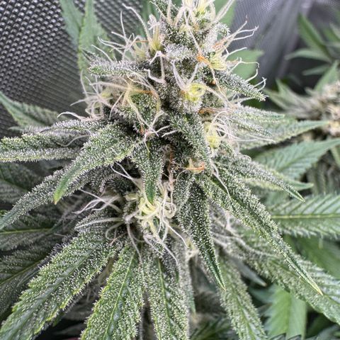 OG13 growlog timeline photo