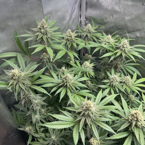 OG13 growlog timeline photo