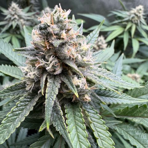 Acapulco Gold growlog timeline photo