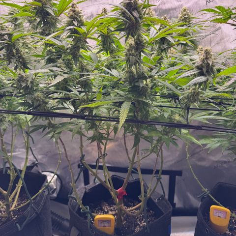 Acapulco Gold growlog timeline photo