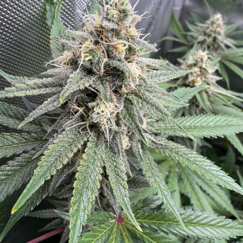 OG13 growlog timeline photo