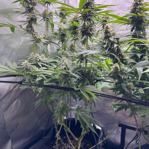 OG13 growlog timeline photo