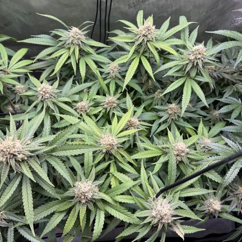 Acapulco Gold growlog timeline photo