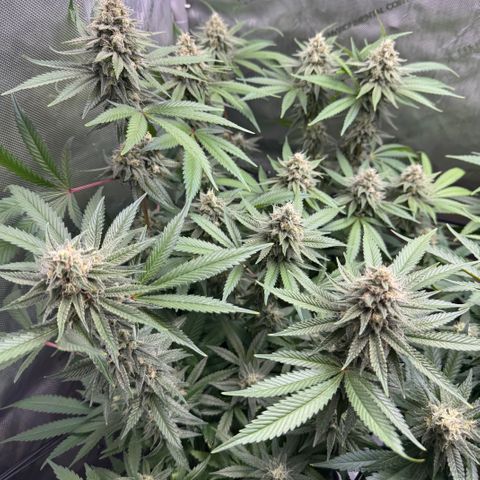 OG13 growlog timeline photo