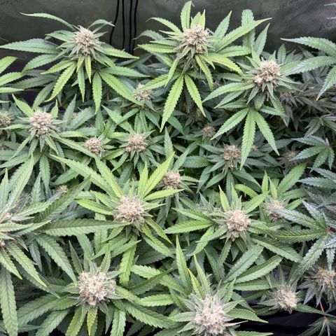 Acapulco Gold growlog timeline photo