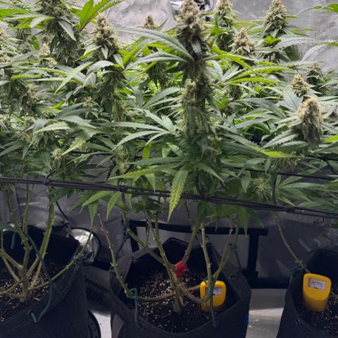 Acapulco Gold growlog timeline photo
