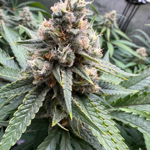 Acapulco Gold growlog timeline photo