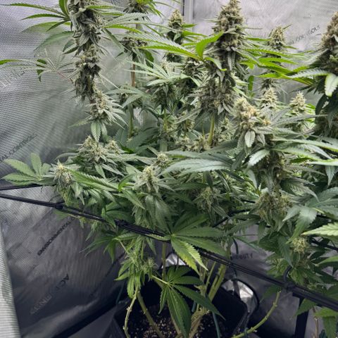 OG13 growlog timeline photo