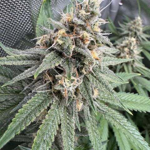 OG13 growlog timeline photo