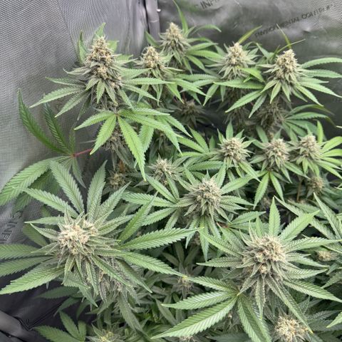 OG13 growlog timeline photo