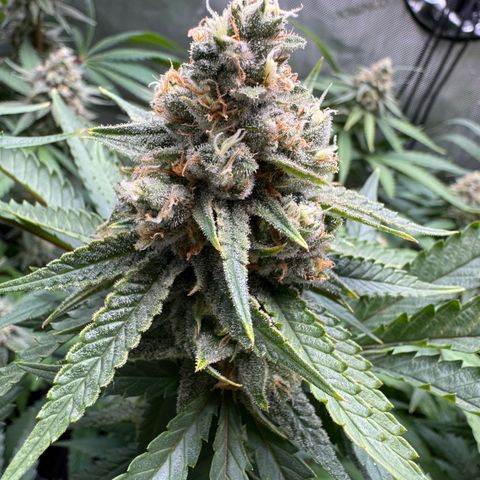 Acapulco Gold growlog timeline photo