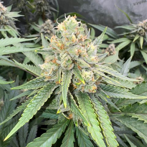 Acapulco Gold growlog timeline photo