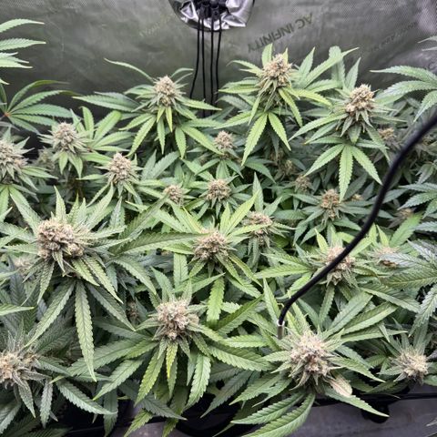 Acapulco Gold growlog timeline photo