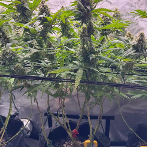 Acapulco Gold growlog timeline photo