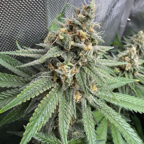 OG13 growlog timeline photo