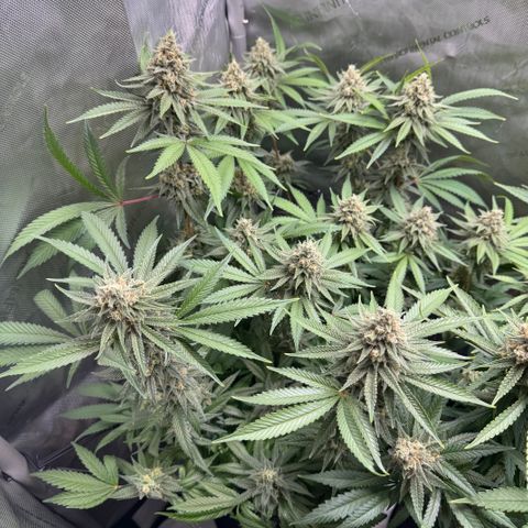 OG13 growlog timeline photo