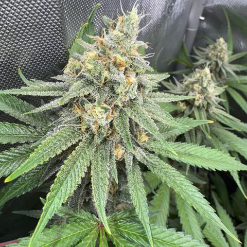 OG13 growlog timeline photo