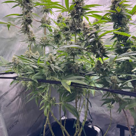OG13 growlog timeline photo