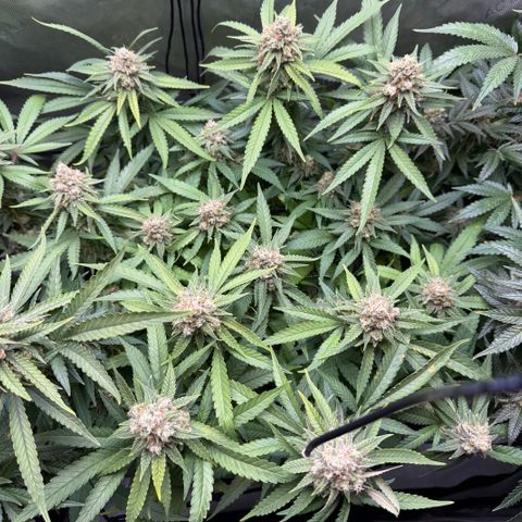 Acapulco Gold growlog timeline photo
