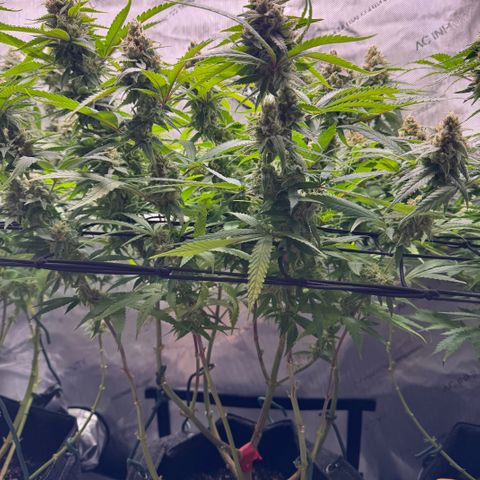 Acapulco Gold growlog timeline photo