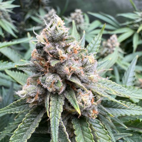 Acapulco Gold growlog timeline photo