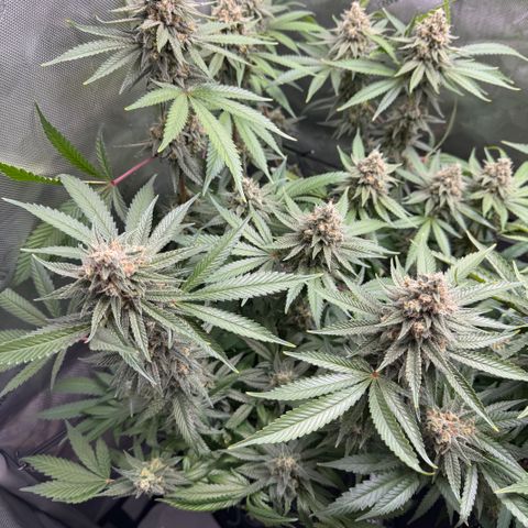 OG13 growlog timeline photo
