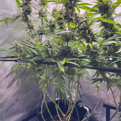 OG13 growlog timeline photo