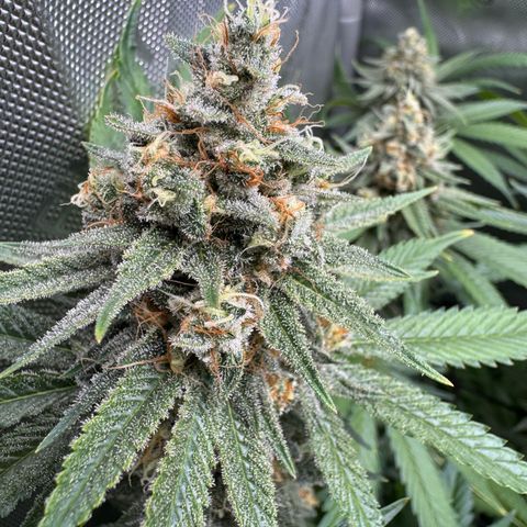 OG13 growlog timeline photo