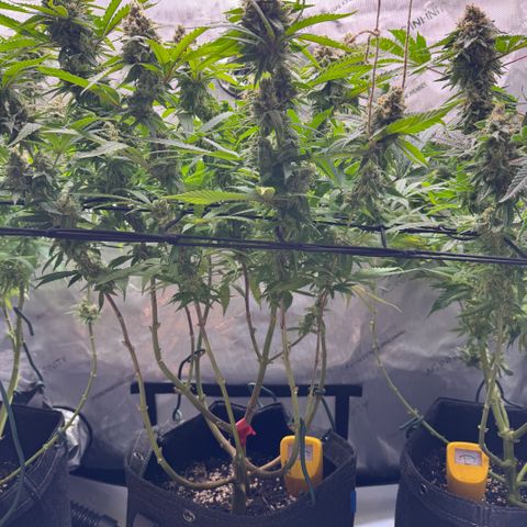 Acapulco Gold growlog timeline photo