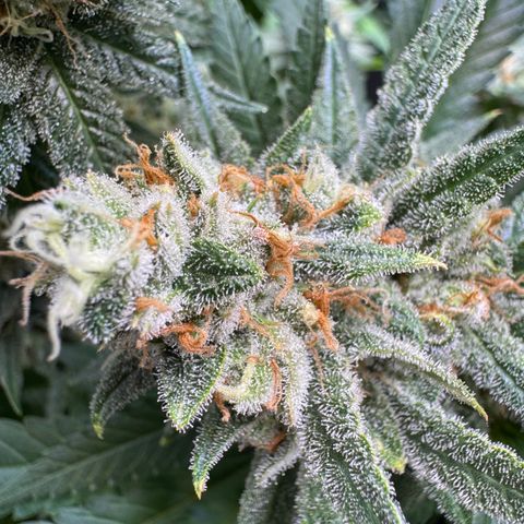 Acapulco Gold growlog timeline photo