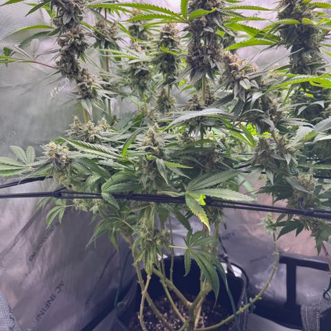 OG13 growlog timeline photo