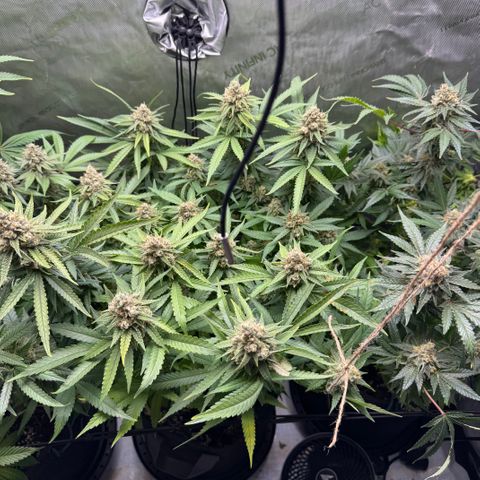 Acapulco Gold growlog timeline photo