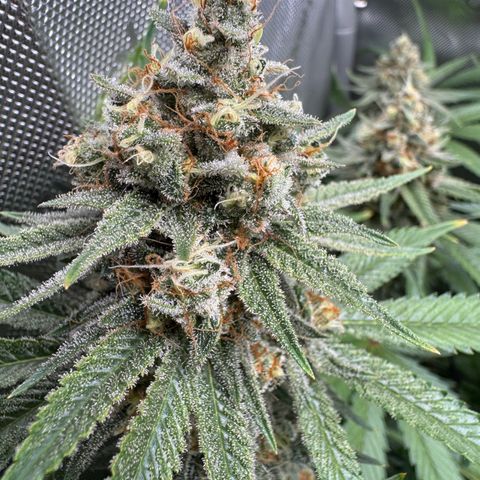 OG13 growlog timeline photo