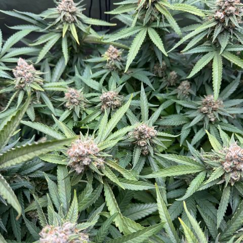 Acapulco Gold growlog timeline photo