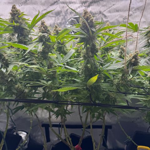 Acapulco Gold growlog timeline photo