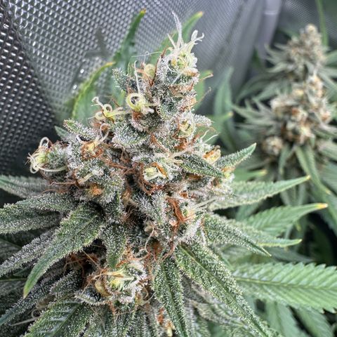 OG13 growlog timeline photo