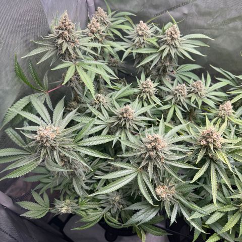 OG13 growlog timeline photo