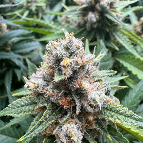 Acapulco Gold growlog timeline photo