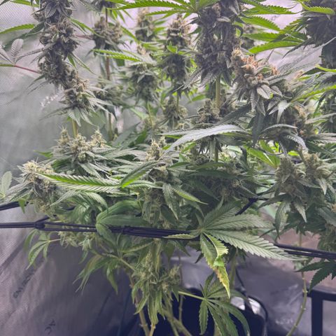 OG13 growlog timeline photo