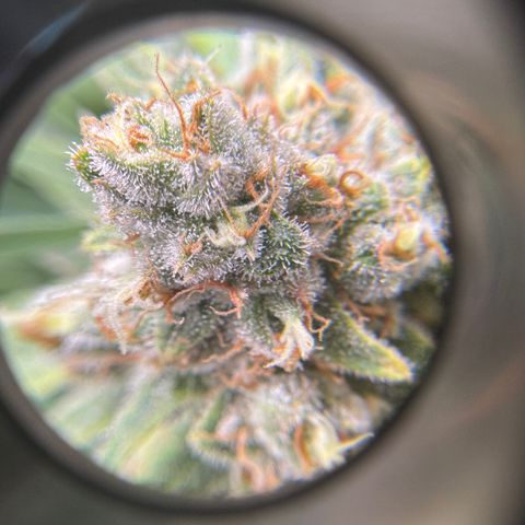 Acapulco Gold growlog timeline photo