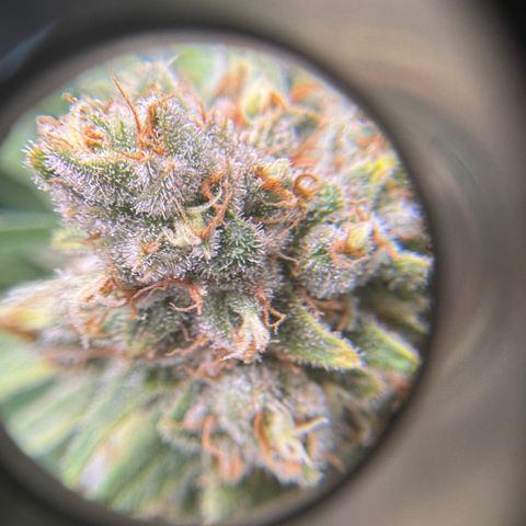 Acapulco Gold growlog timeline photo