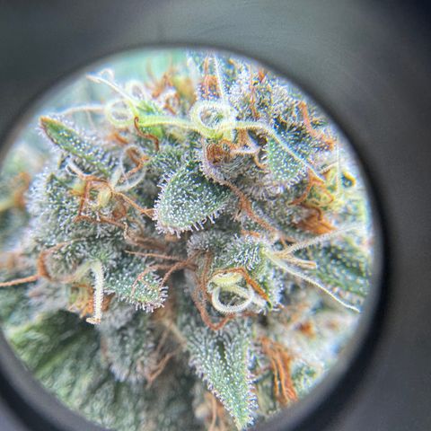 OG13 growlog timeline photo