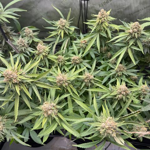 Acapulco Gold growlog timeline photo