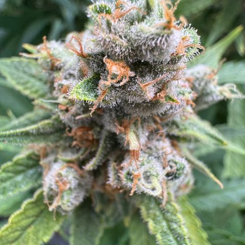 Acapulco Gold growlog timeline photo