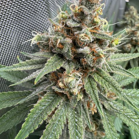 OG13 growlog timeline photo
