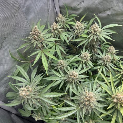 OG13 growlog timeline photo