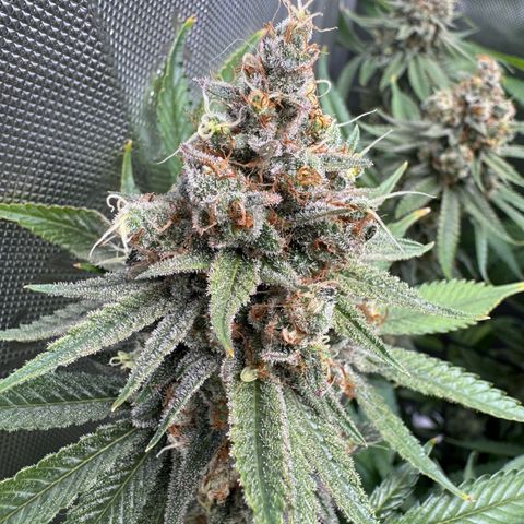 OG13 growlog timeline photo