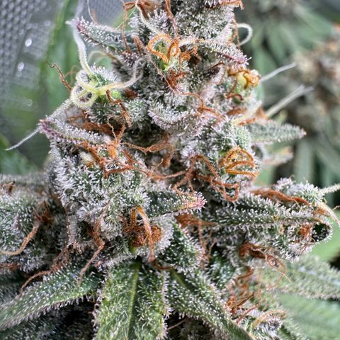 OG13 growlog timeline photo